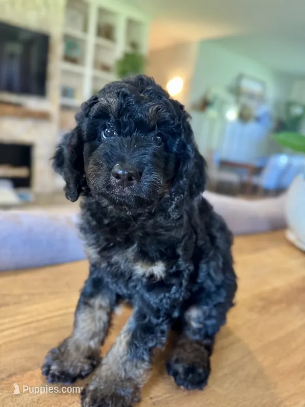 Maple – Bernedoodle puppy for sale in Gilbert, AZ