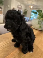Wave, a male Cavapoo and Poodle - Miniature  for sale in Gilbert, AZ – 2 of 5