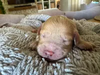 Coral, a female Cavapoo and Poodle - Miniature  for sale in Gilbert, AZ – 7 of 8