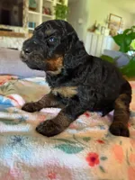 Candy, a female Bernedoodle for sale in Gilbert, AZ – 3 of 7