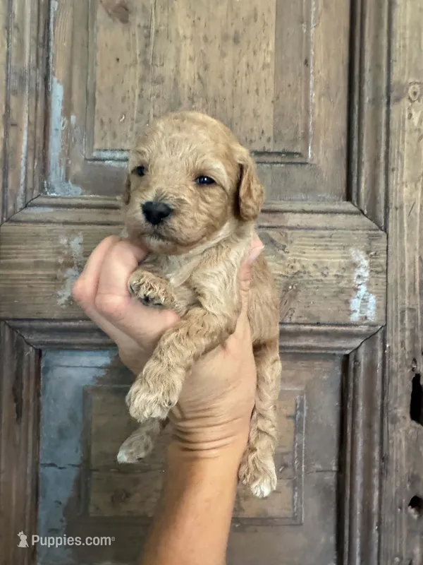 Coral – Cavapoo, Poodle - Miniature  puppy for sale in Gilbert, AZ