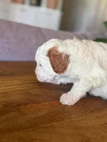 Sunny, a male Cavapoo and Poodle - Miniature  for sale in Gilbert, AZ – 9 of 9