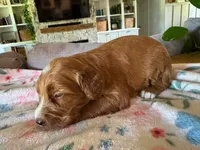 Pumpkin, a female Bernedoodle for sale in Gilbert, AZ – 4 of 7