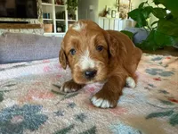 Pumpkin, a female Bernedoodle for sale in Gilbert, AZ – 2 of 7