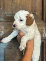 Sunny, a male Cavapoo and Poodle - Miniature  for sale in Gilbert, AZ – 5 of 9