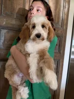 Timber, a male Goldendoodle and Bernedoodle for sale in Gilbert, AZ – 2 of 6