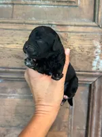 Wave, a male Cavapoo and Poodle - Miniature  for sale in Gilbert, AZ – 5 of 9