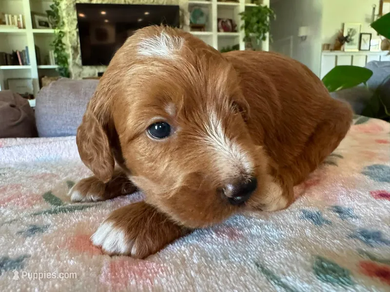 Pumpkin – Bernedoodle puppy for sale in Gilbert, AZ