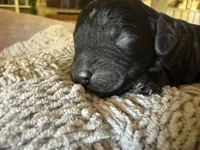 Wave, a male Cavapoo and Poodle - Miniature  for sale in Gilbert, AZ – 6 of 9