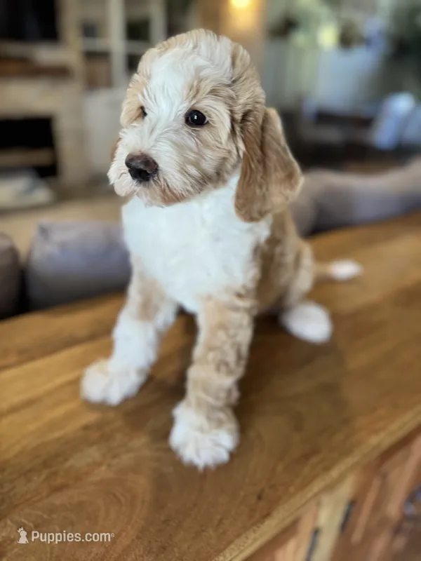 Timber – Bernedoodle puppy for sale in Gilbert, AZ