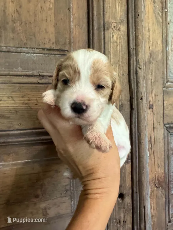 Surf  – Cavapoo, Poodle - Miniature  puppy for sale in Gilbert, AZ