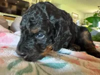 Maple, a female Bernedoodle for sale in Gilbert, AZ – 2 of 5