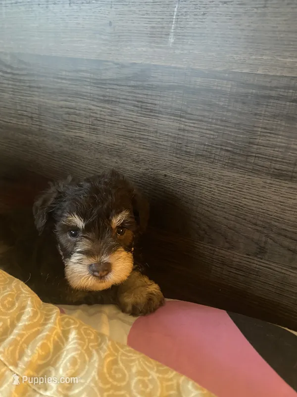 Coco – Miniature Schnauzer puppy for sale in Forest Park, IL