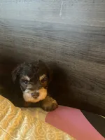 Coco, a male Miniature Schnauzer for sale in Forest Park, IL – 1 of 2