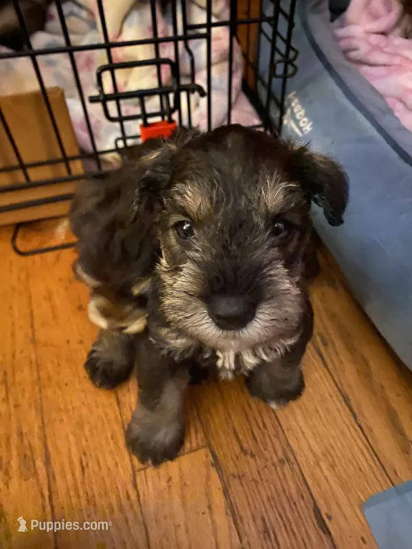 Buddy – Miniature Schnauzer puppy for sale in Forest Park, IL