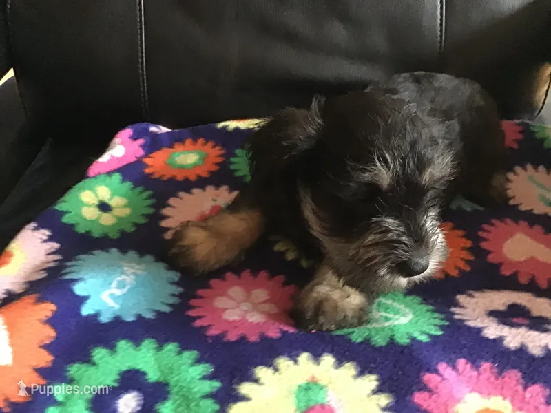 Royal – Miniature Schnauzer puppy for sale in Forest Park, IL