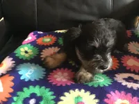 Royal, a male Miniature Schnauzer for sale in Forest Park, IL – 1 of 2