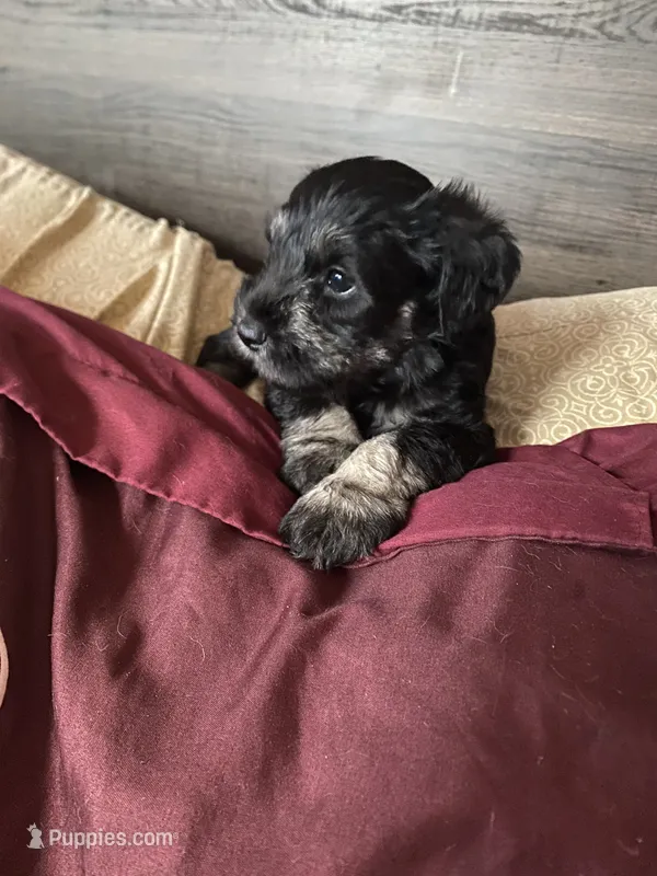 Cole – Miniature Schnauzer puppy for sale in Forest Park, IL