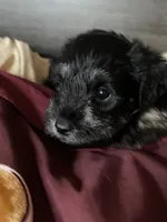 Cole, a male Miniature Schnauzer for sale in Forest Park, IL – 2 of 2