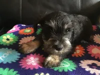 Royal, a male Miniature Schnauzer for sale in Forest Park, IL – 2 of 2