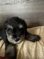 Chaz, a male Miniature Schnauzer for sale in Forest Park, IL – 1 of 1