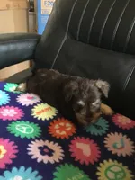 Regal, a male Miniature Schnauzer for sale in Forest Park, IL – 2 of 2