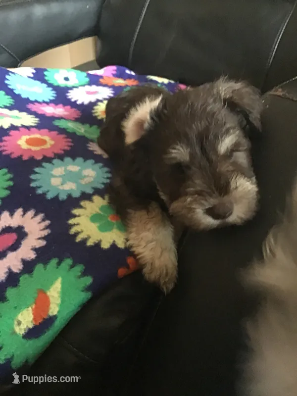 Regal – Miniature Schnauzer puppy for sale in Forest Park, IL