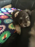 Regal, a male Miniature Schnauzer for sale in Forest Park, IL – 1 of 2
