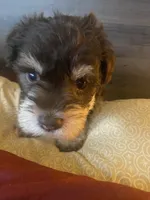 Coco, a male Miniature Schnauzer for sale in Forest Park, IL – 2 of 2