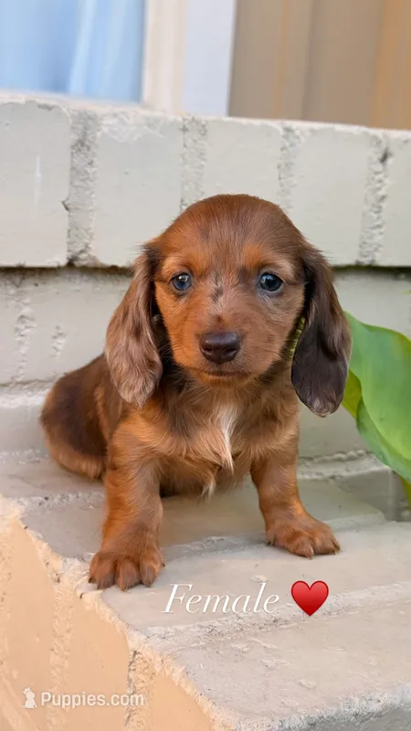 🩷Chocolate Based Red Dapple Female Long Haired Dachshund – Miniature Dachshund puppy for sale in Arcadia, CA