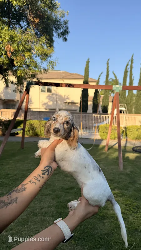🩷Pied Dapple Female Long Haired Dachshund – Miniature Dachshund puppy for sale in Arcadia, CA