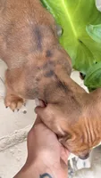 Red Dapple Female Short Haired , a female Miniature Dachshund for sale in Arcadia, CA – 4 of 5