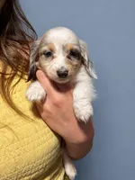 Milo, a male Miniature Dachshund for sale in Arcadia, CA – 2 of 3