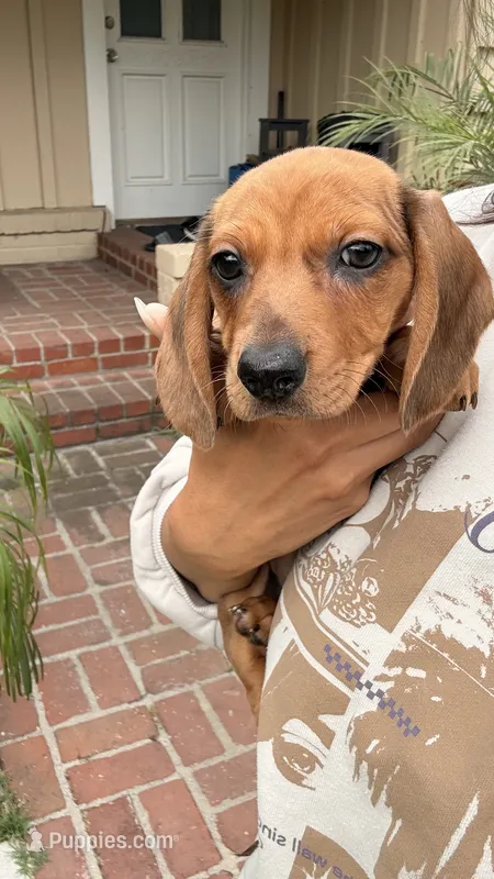 Red Dapple Female Short Haired  – Miniature Dachshund puppy for sale in Arcadia, CA