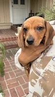 Red Dapple Female Short Haired , a female Miniature Dachshund for sale in Arcadia, CA – 5 of 5