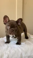 Timmy, a male French Bulldog for sale in Arcadia, CA – 2 of 10