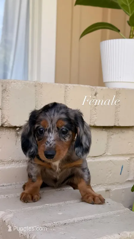 🩷Silver Dapple Female Long Haired Dachshund – Miniature Dachshund puppy for sale in Arcadia, CA
