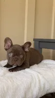 Timmy, a male French Bulldog for sale in Arcadia, CA – 10 of 10