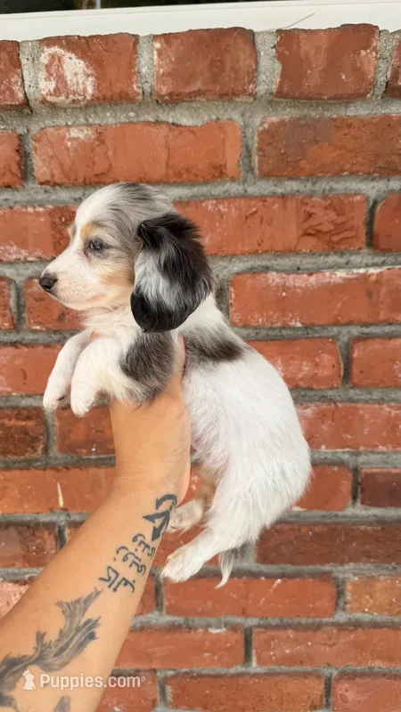 Milo – Miniature Dachshund puppy for sale in Arcadia, CA