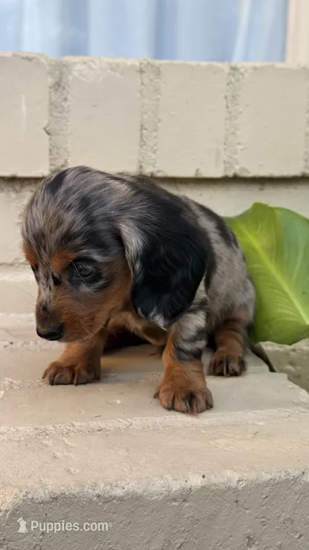💙Silver Dapple Male Long Haired Dachshund – Miniature Dachshund puppy for sale in Arcadia, CA