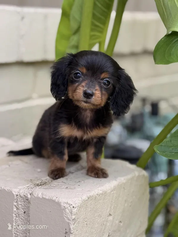 🩷Black & Tan Female Long Haired Dachshund (Mini) – Miniature Dachshund puppy for sale in Arcadia, CA