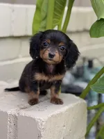 🩷Black & Tan Female Long Haired Dachshund (Mini), a female Miniature Dachshund for sale in Arcadia, CA – Photo 1 of 4