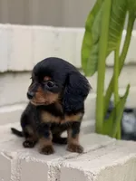 🩷Black & Tan Female Long Haired Dachshund (Mini), a female Miniature Dachshund for sale in Arcadia, CA – Photo 2 of 4
