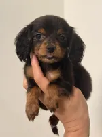 🩷Black & Tan Female Long Haired Dachshund (Mini), a female Miniature Dachshund for sale in Arcadia, CA – Photo 4 of 4