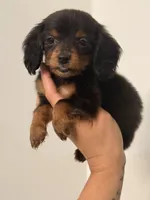 🩷Black & Tan Female Long Haired Dachshund (Mini), a female Miniature Dachshund for sale in Arcadia, CA – Photo 3 of 4