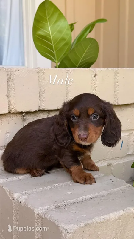 💙Chocolate & Tan Male Long Haired Dachshund  – Miniature Dachshund puppy for sale in Arcadia, CA
