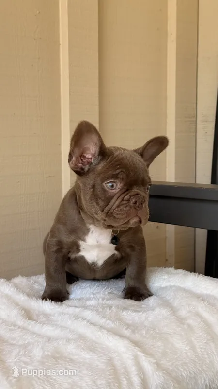 Timmy – French Bulldog puppy for sale in Arcadia, CA