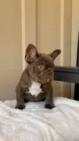 Timmy, a male French Bulldog for sale in Arcadia, CA – 1 of 10