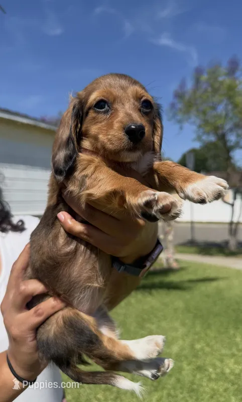🩷Rust Sable Dapple Female Long Haired Dachshund – Miniature Dachshund puppy for sale in Arcadia, CA