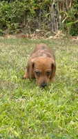 Red Dapple Female Short Haired , a female Miniature Dachshund for sale in Arcadia, CA – 3 of 5